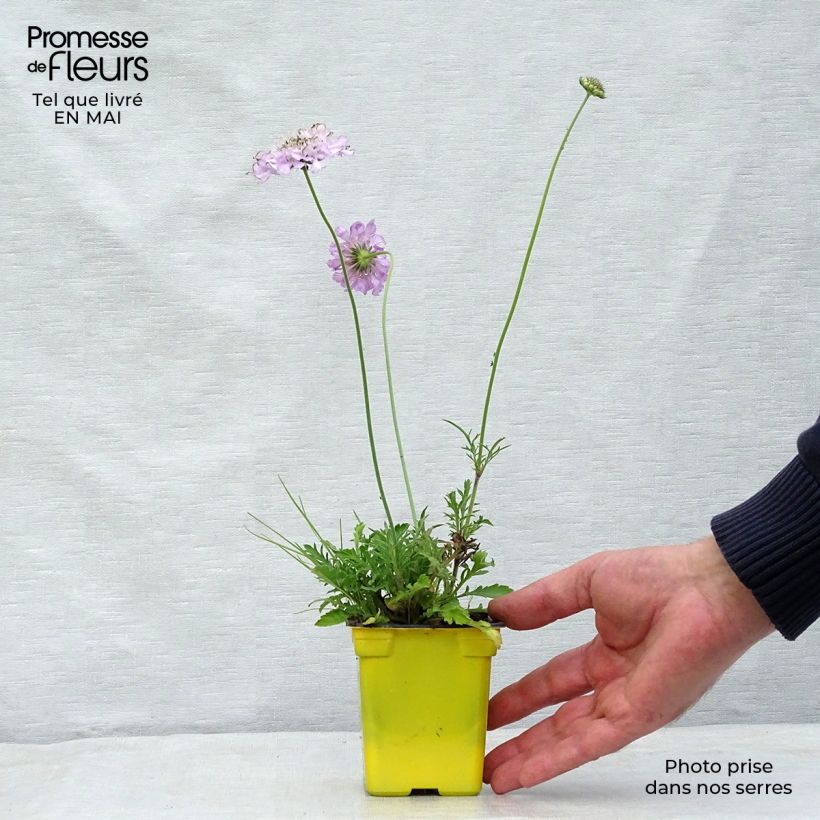 Exemplar von Tauben-Skabiose Pink Mist - Scabiosa columbaria Kleine Töpfe von 7/8 cm wie im Frühjahr geliefert