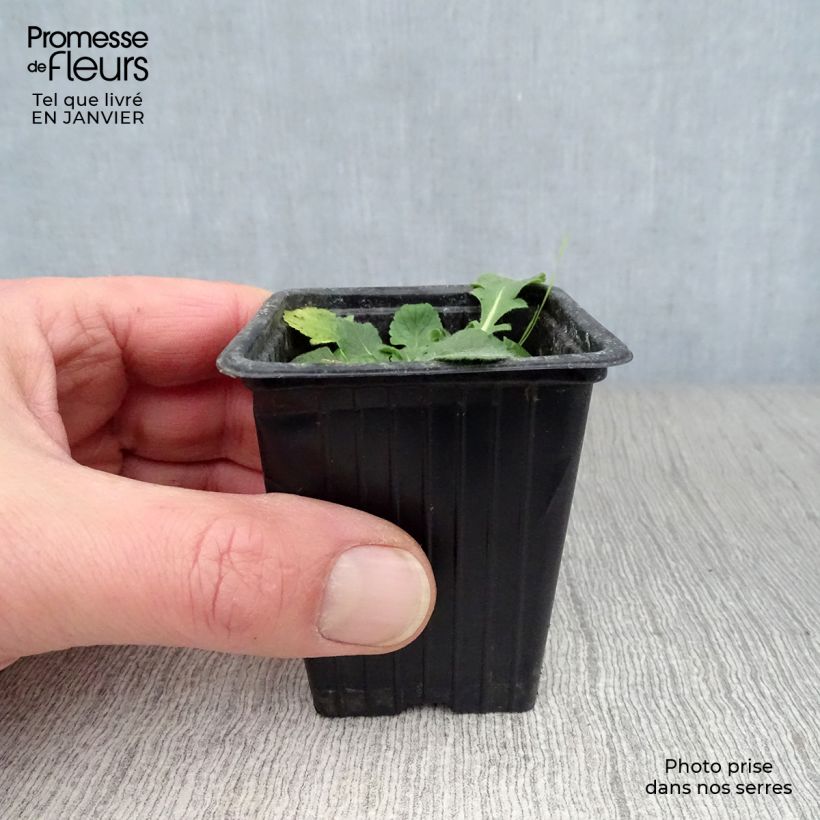 Exemplar von Tauben-Skabiose Pink Mist - Scabiosa columbaria Kleine Töpfe von 7/8 cm wie im Winter geliefert