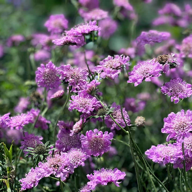 Tauben-Skabiose Pink Mist - Scabiosa columbaria (Plant habit)