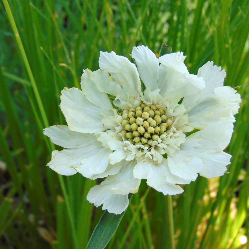 Große Skabiose Alba - Scabiosa caucasica (Flowering)