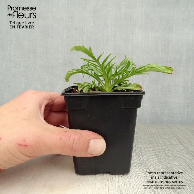 Exemplar von Große Skabiose Alba - Scabiosa caucasica Kleine Töpfe von 7/8 cm wie im Winter geliefert