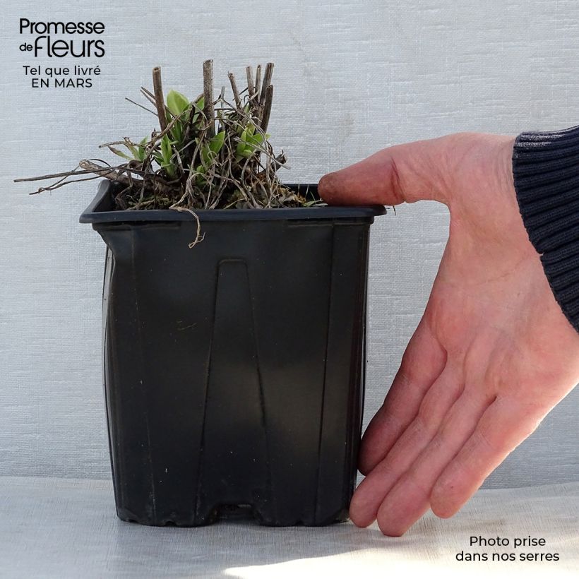 Exemplar von Große Skabiose Alba - Scabiosa caucasica Topf mit 2L/3L wie im Frühjahr geliefert