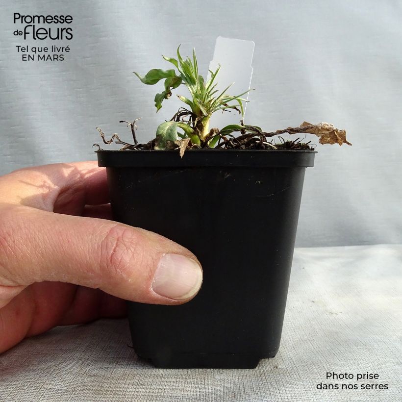 Exemplar von Große Skabiose Fama - Scabiosa caucasica Kleine Töpfe von 8/9 cm wie im Winter geliefert