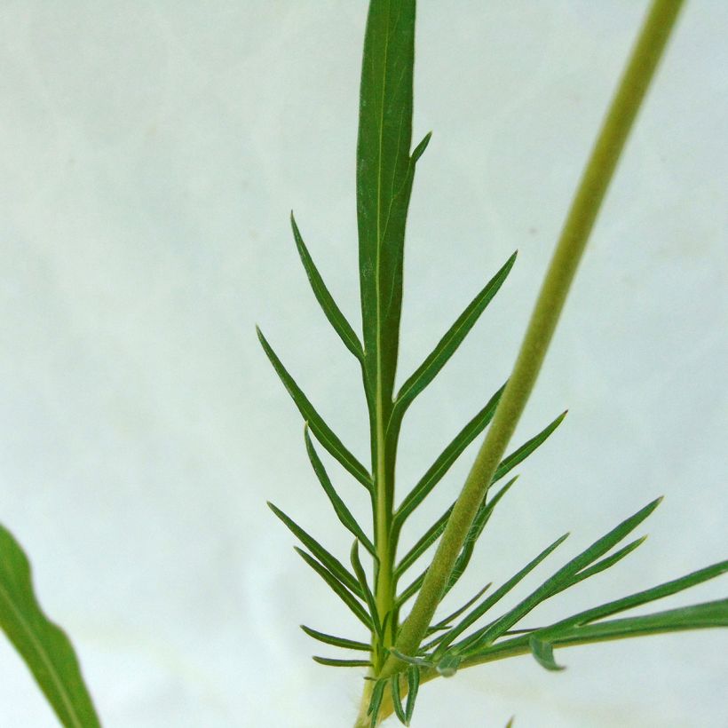 Große Skabiose Perfecta - Scabiosa caucasica (Foliage)