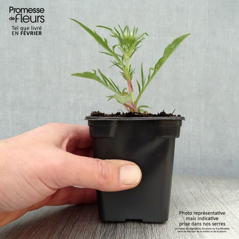 Exemplar von Große Skabiose Perfecta - Scabiosa caucasica Kleine Töpfe von 7/8 cm wie im Winter geliefert