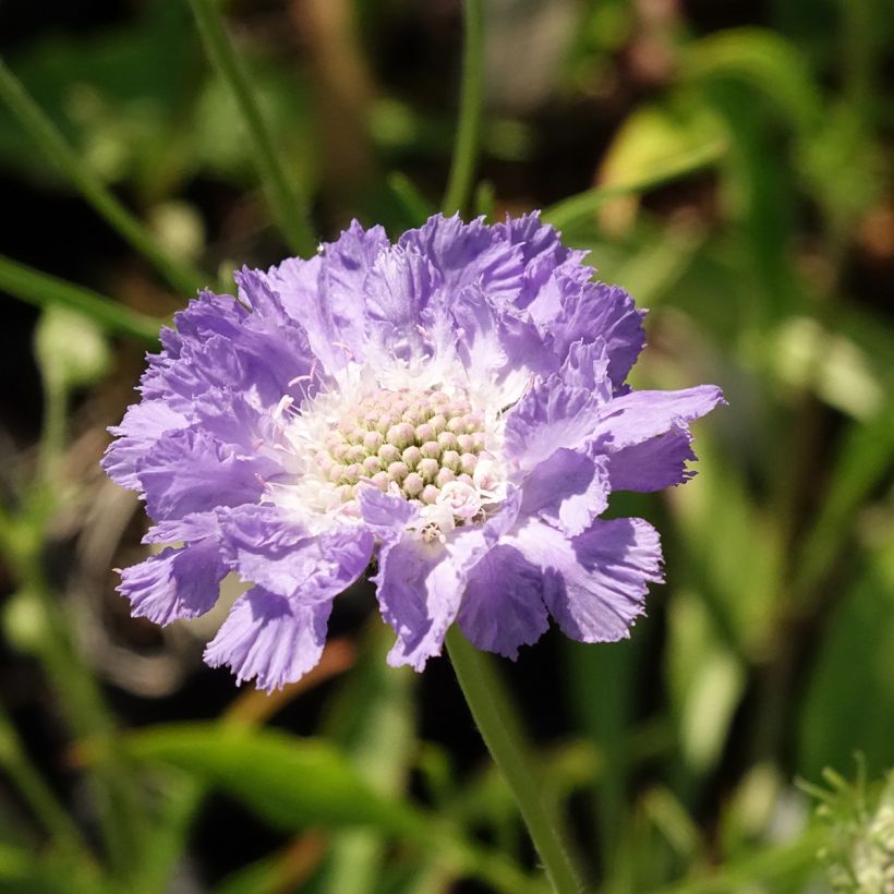 Große Skabiose Perfecta - Scabiosa caucasica (Flowering)