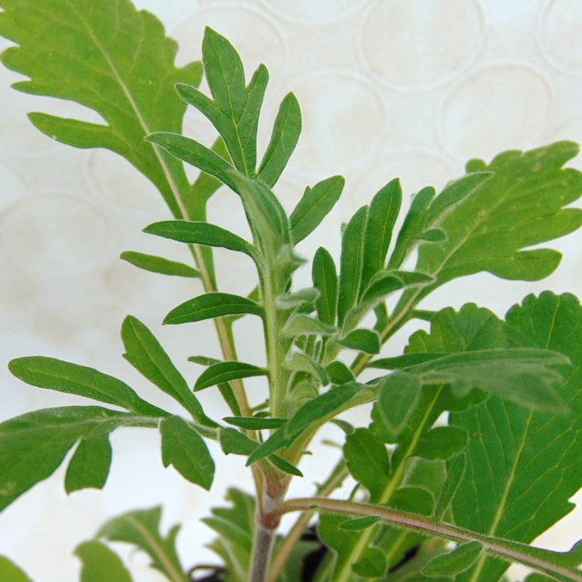 Gelbe Skabiose - Scabiosa ochroleuca (Foliage)