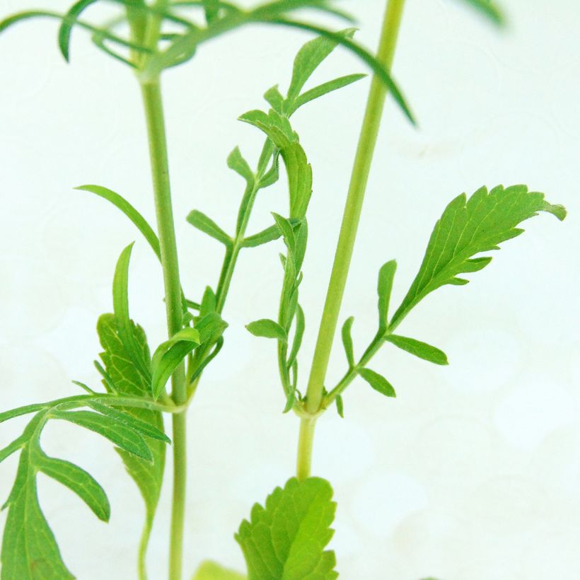 Samt-Skabiose Chile Black - Scabiosa atropurpurea (Foliage)