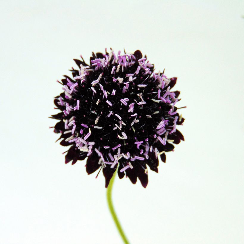 Samt-Skabiose Chile Black - Scabiosa atropurpurea (Flowering)