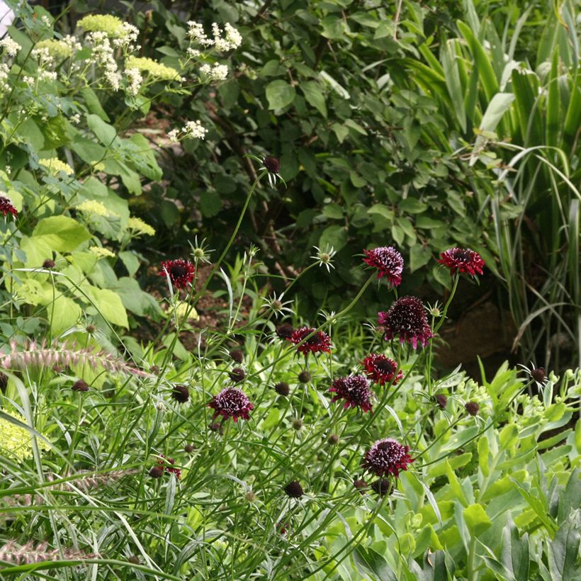 Samt-Skabiose Chile Black - Scabiosa atropurpurea (Plant habit)