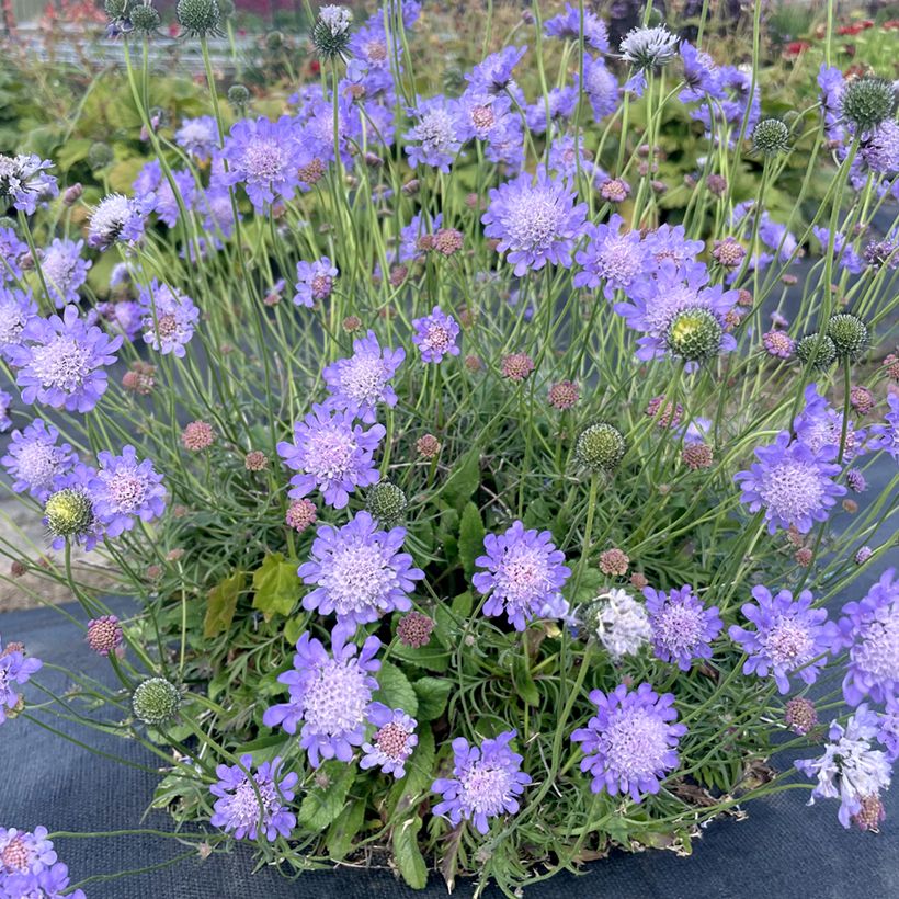 Große Skabiose Nova Dew Drops - Scabiosa (Wuchs)
