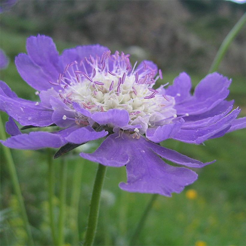 Große Skabiose Kompliment - Scabiosa caucasica (Flowering)