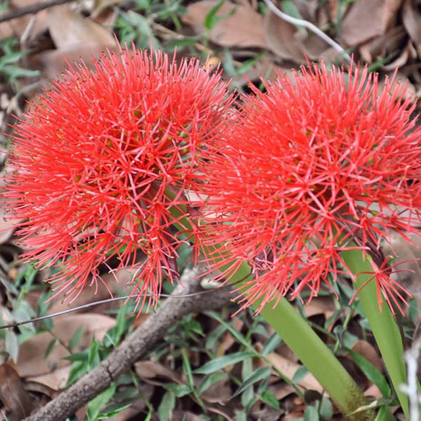 Scadoxus multiflorus subsp multiflorus - Blutblume (Flowering)