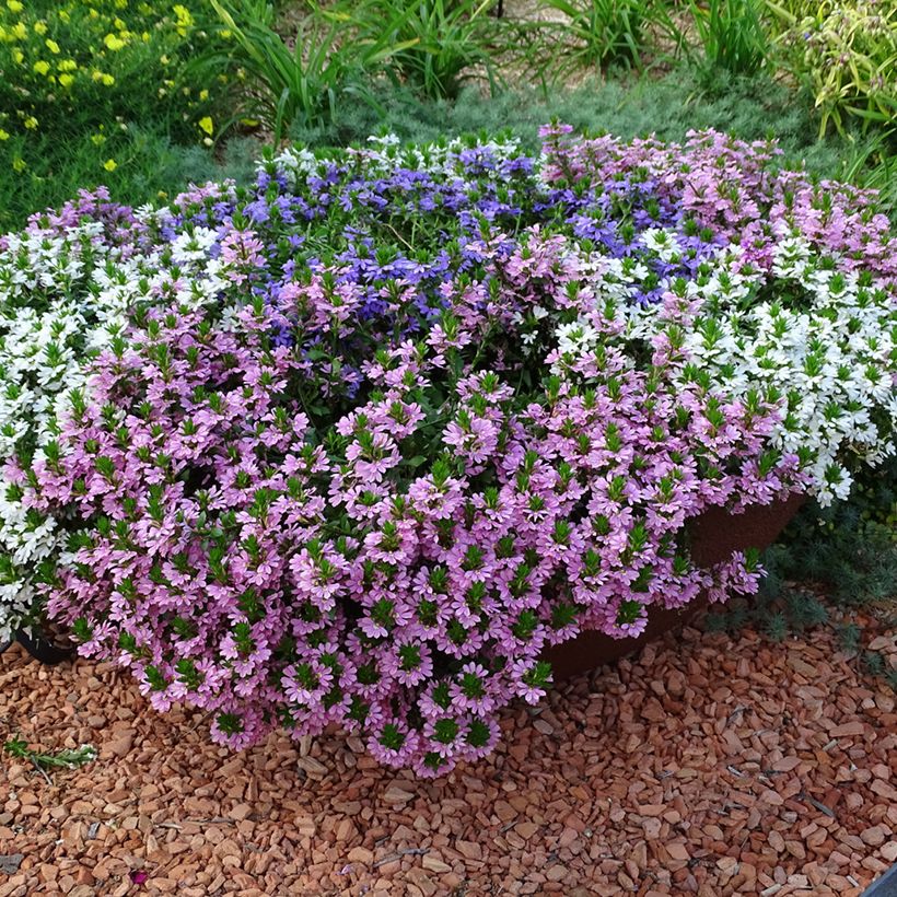 Scaevola aemula Baby Pink Touch - Blaue Fächerblume (Plant habit)