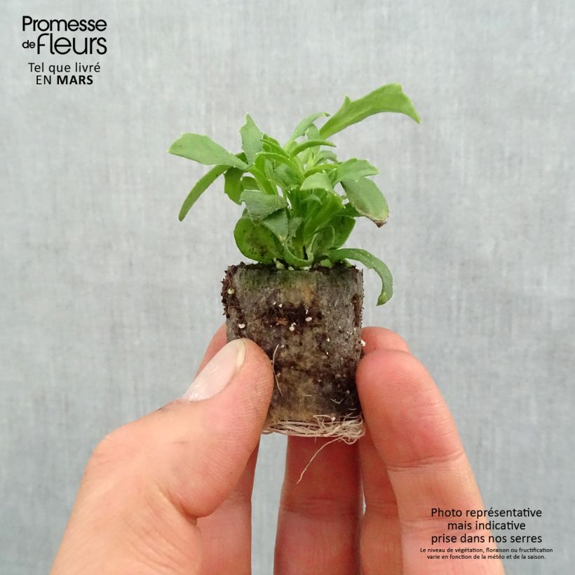 Example of Scaevola aemula Surdiva Blanc - Blaue Fächerblume Mini-Plug Ø 3/4 cm as you get in printemps
