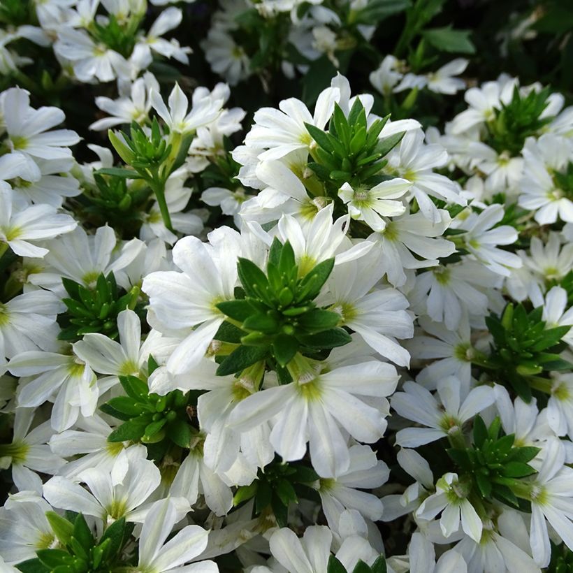 Scaevola aemula Surdiva Blanc - Blaue Fächerblume (Flowering)
