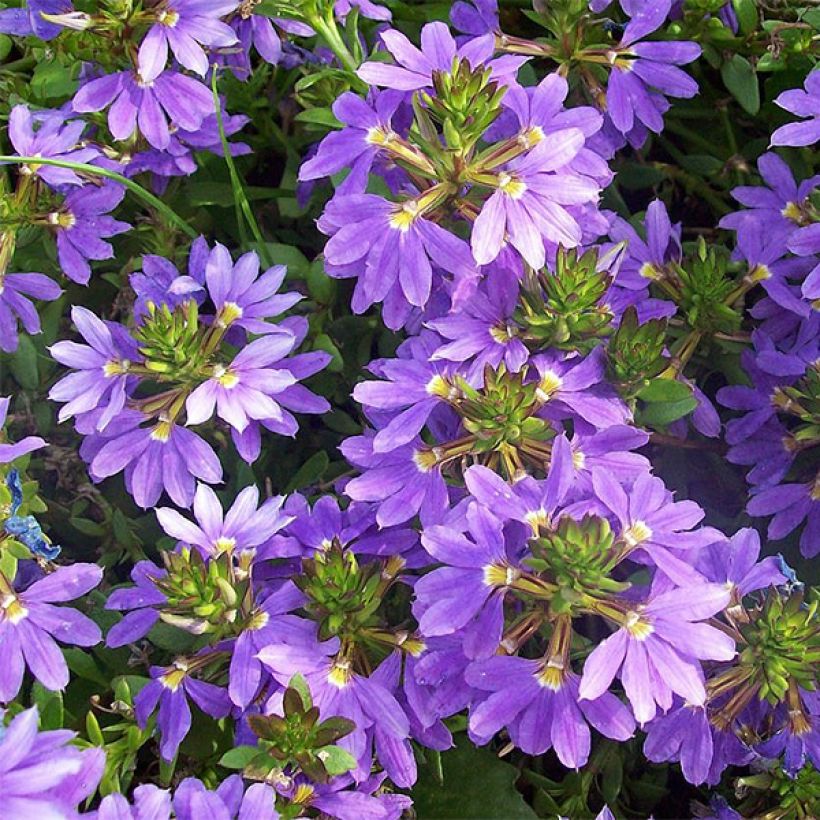Scaevola aemula Surdiva Bleu - Blaue Fächerblume (Flowering)