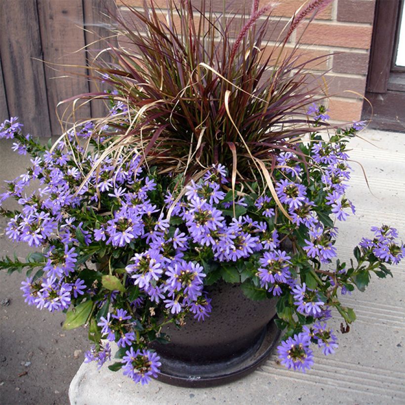 Scaevola aemula Surdiva Bleu - Blaue Fächerblume (Plant habit)