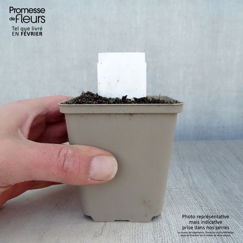 Exemplar von Polygonatum multiflorum - Weißwurz Kleine Töpfe von 8/9 cm wie im Winter geliefert