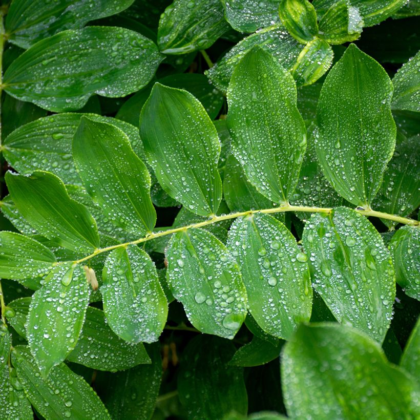 Polygonatum multiflorum - Weißwurz (Foliage)