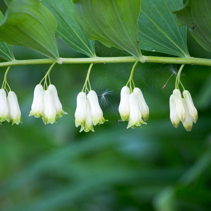 Polygonatum multiflorum - Weißwurz (Flowering)