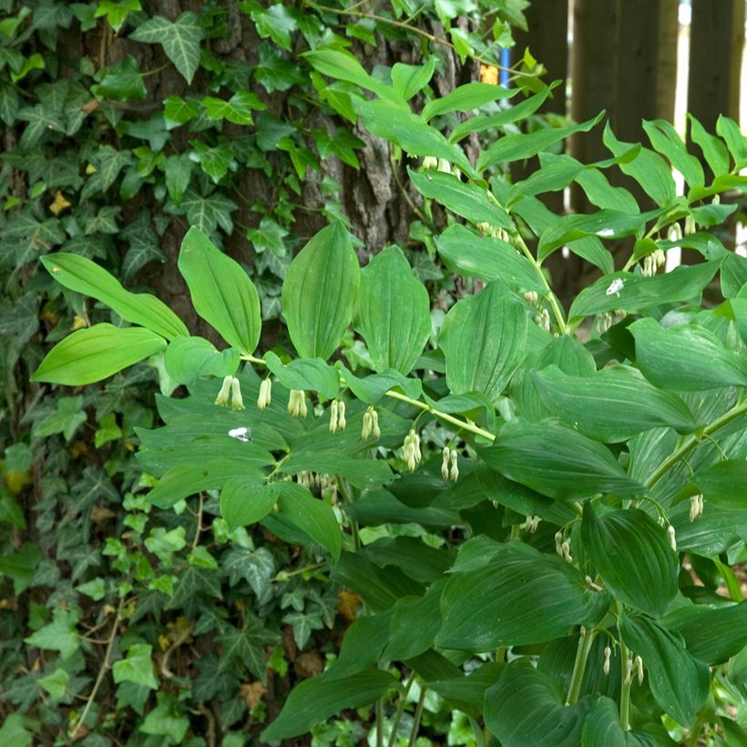 Polygonatum multiflorum - Weißwurz (Plant habit)