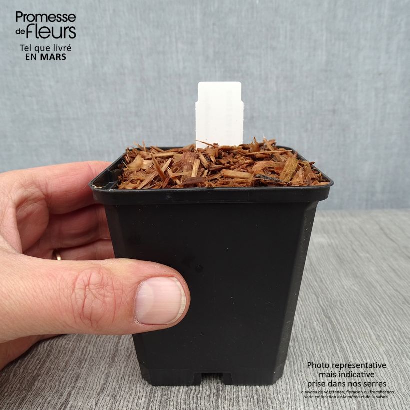 Exemplar von Polygonatum odoratum - Weißwurz Kleine Töpfe von 8/9 cm wie im Winter geliefert