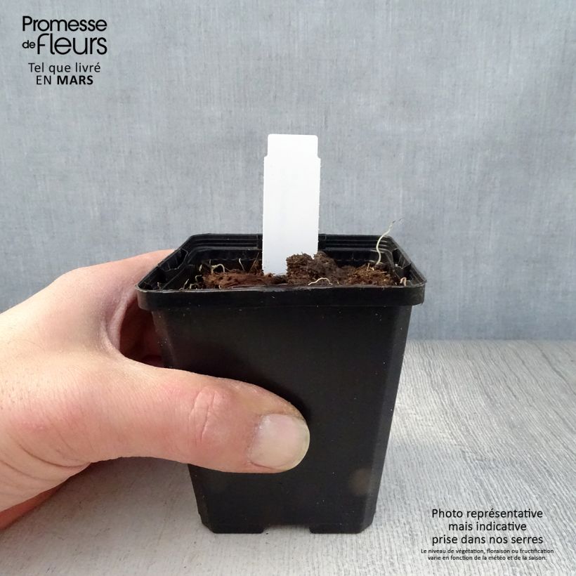 Exemplar von Polygonatum odoratum - Weißwurz Kleine Töpfe von 8/9 cm wie im Frühjahr geliefert