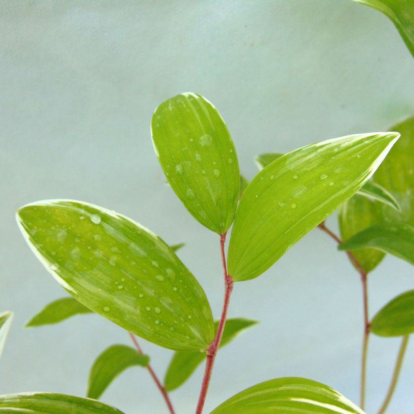 Polygonatum falcatum Variegatum - Weißwurz (Foliage)