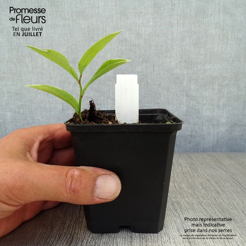 Exemplar von Polygonatum falcatum Variegatum - Weißwurz Kleine Töpfe von 8/9 cm wie im Sommer geliefert