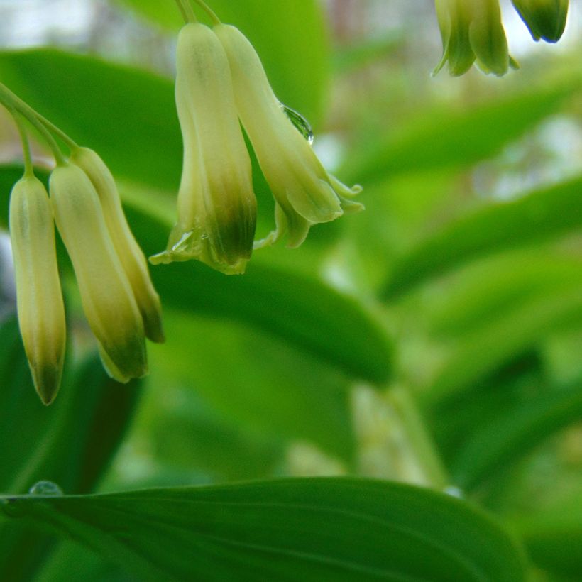 Polygonatum commutatum - Großes Salomonssiegel (Flowering)