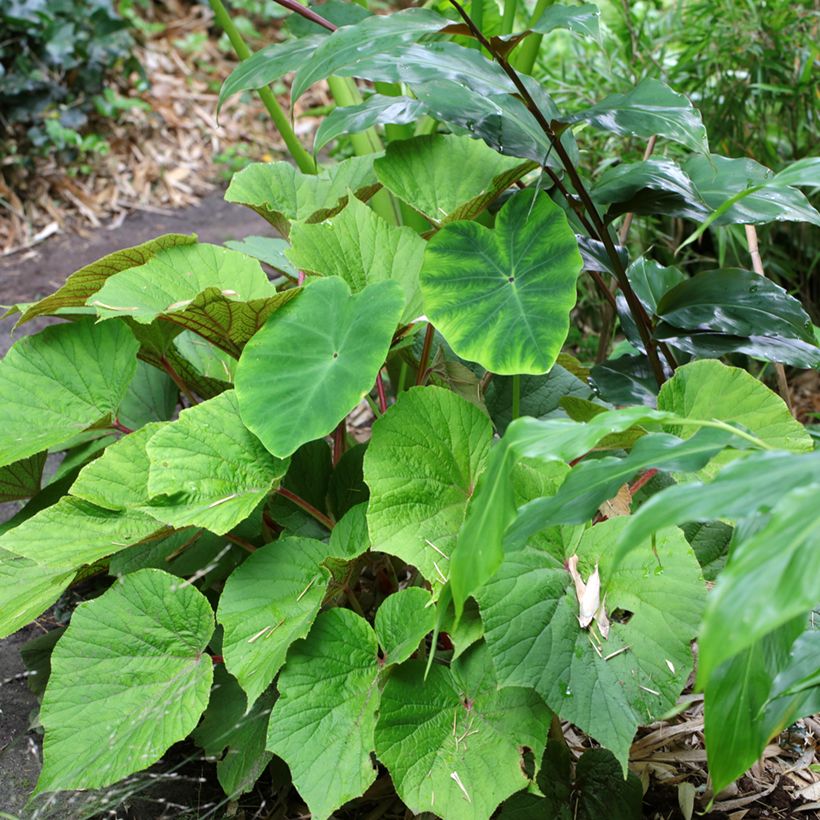 Begonie Torsa - Begonia grandis (Plant habit)