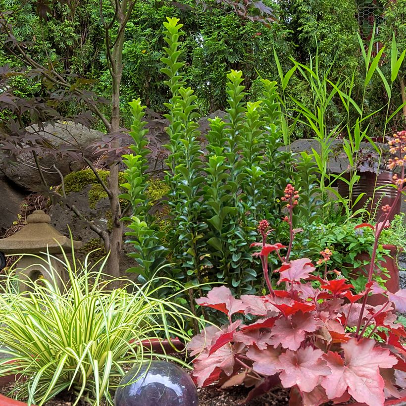 Japanischer Spindelstrauch Green Spire - Euonymus japonicus (Hafen)