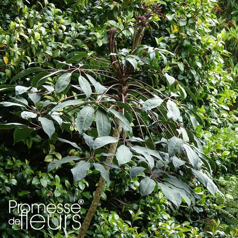 Schefflera alpina - Fansipan-Strahlenaralie (Plant habit)
