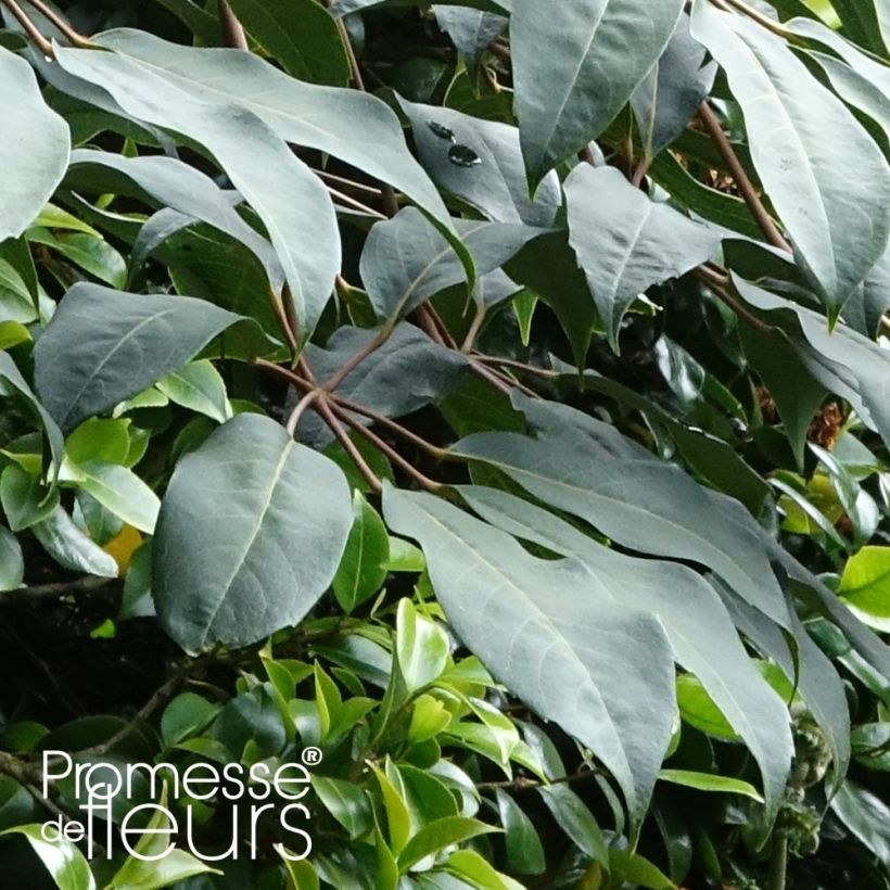 Schefflera alpina - Fansipan-Strahlenaralie (Foliage)