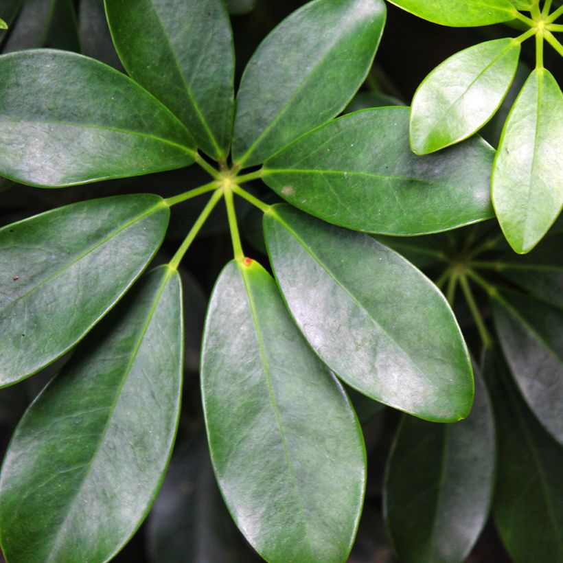 Schefflera arboricola - Kleine Strahlenaralie (Foliage)