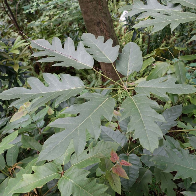Schefflera delavayi - Delavays Schefflera (Foliage)