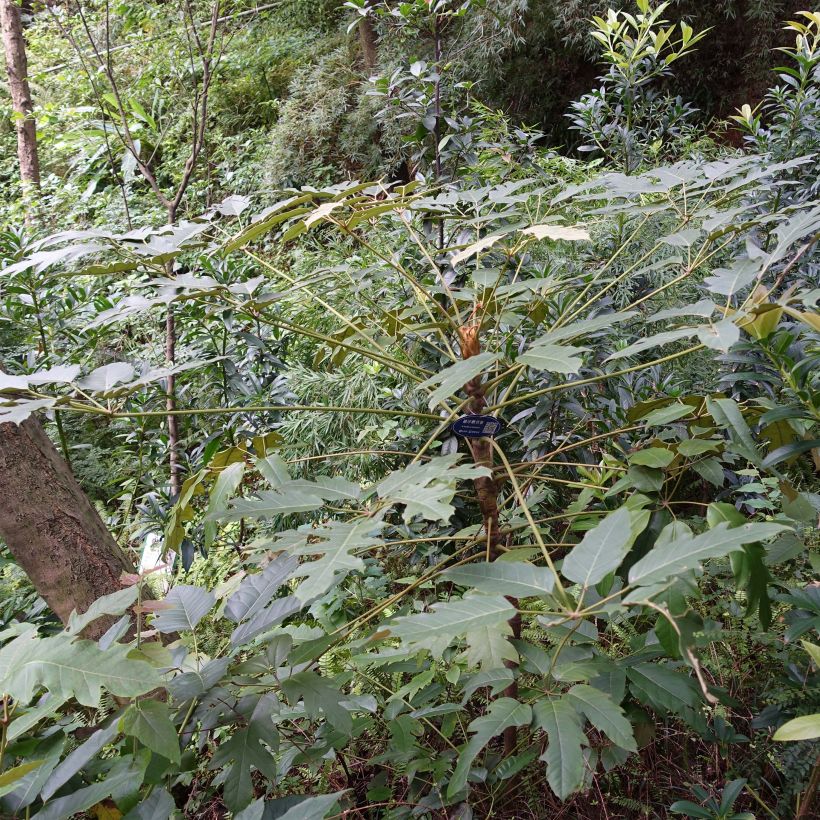 Schefflera delavayi - Delavays Schefflera (Plant habit)