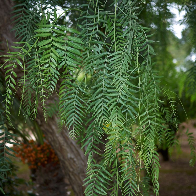 Schinus molle - Falscher Pfeffer (Foliage)
