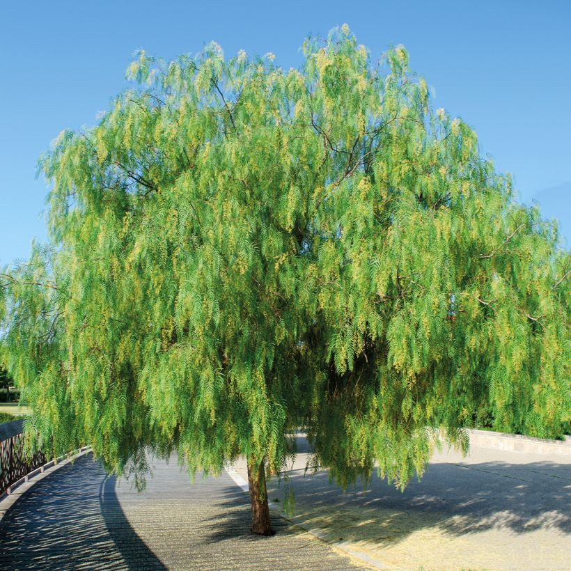 Schinus molle - Falscher Pfeffer (Plant habit)