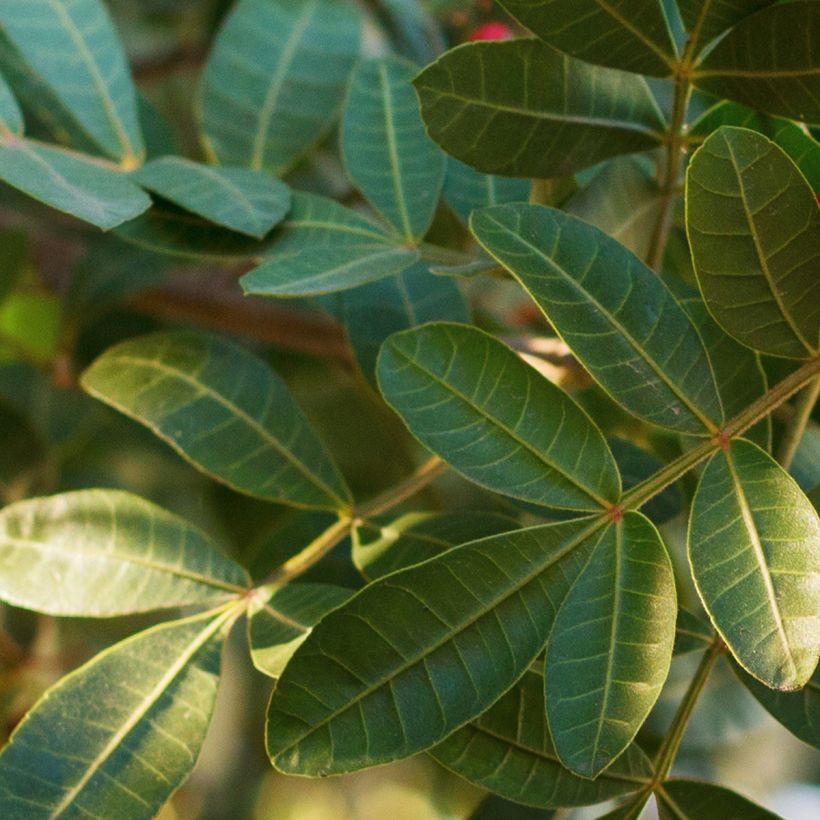 Schinus terebinthifolius - Brasilianische Pfefferbaum (Foliage)