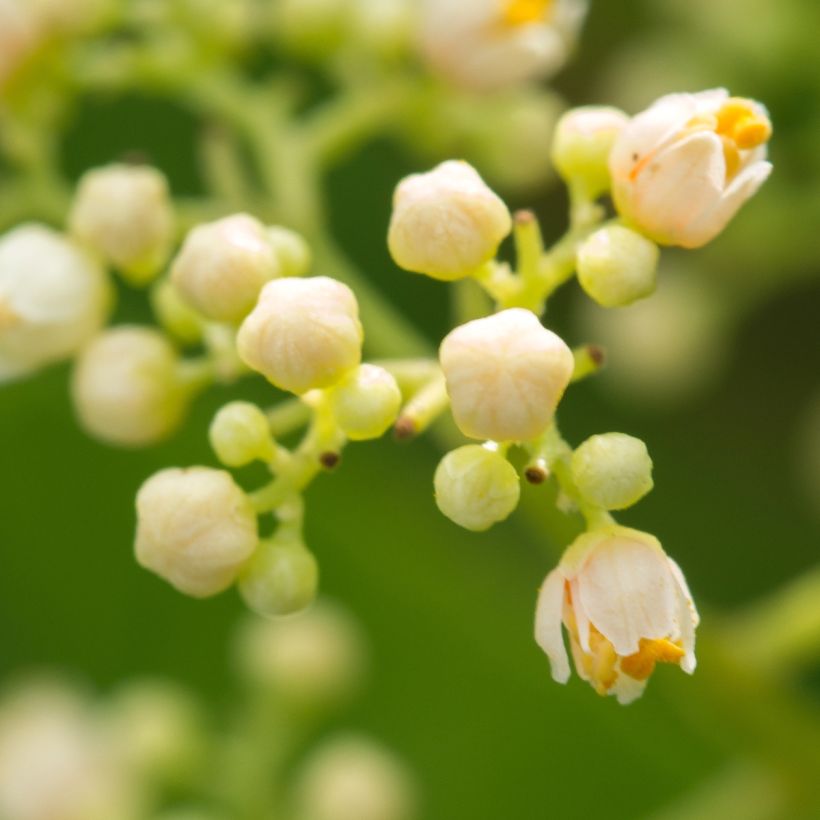 Schinus terebinthifolius - Brasilianische Pfefferbaum (Flowering)