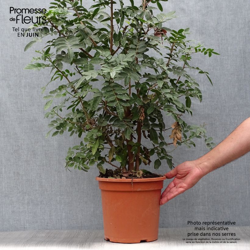 Example of Schinus terebinthifolius - Brasilianische Pfefferbaum Topf mit 7,5L/10L as you get in ete