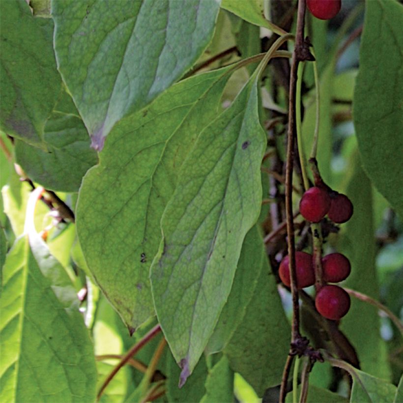 Schisandra chinensis - Chinesisches Spaltkörbchen (Foliage)