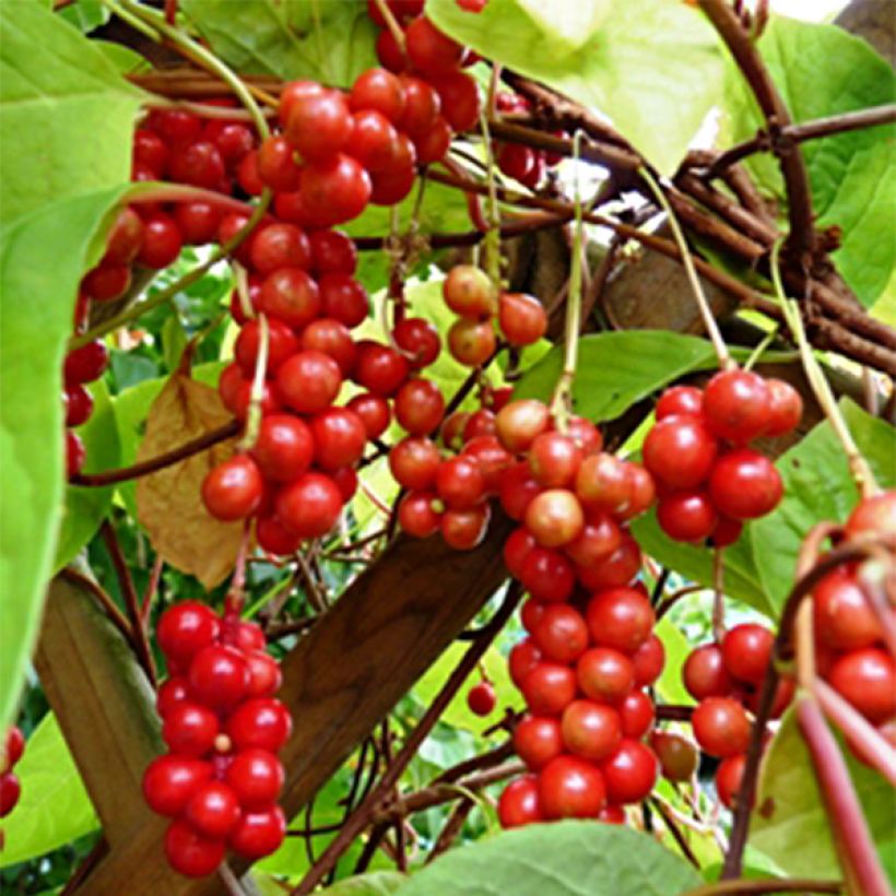 Schisandra chinensis - Chinesisches Spaltkörbchen (Harvest)