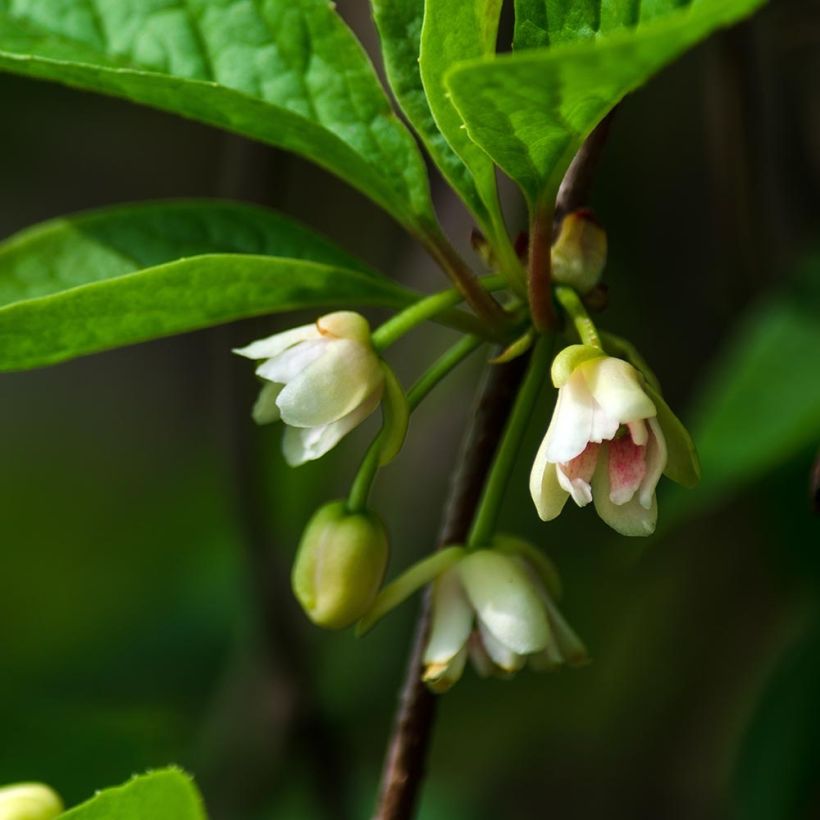 Chinesisches Spaltkörbchen Sadova N°1 - Schisandra chinensis (Flowering)