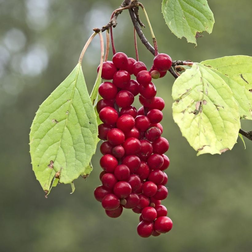 Chinesisches Spaltkörbchen Sadova N°1 - Schisandra chinensis (Harvest)