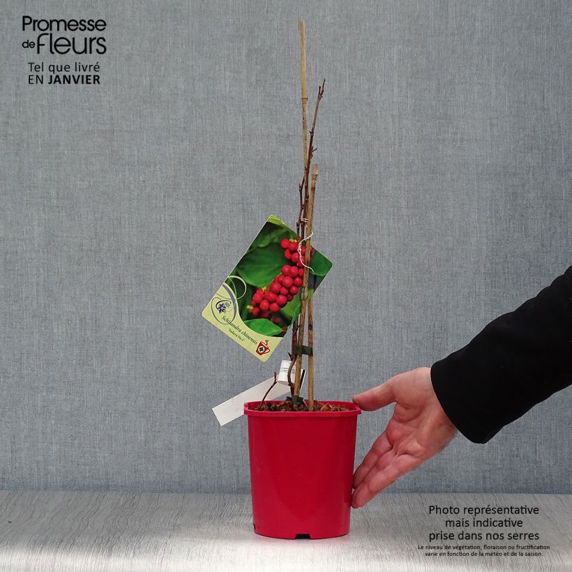 Exemplar von Chinesisches Spaltkörbchen Sadova N°1 - Schisandra chinensis Topf mit 2L/3L wie im Winter geliefert