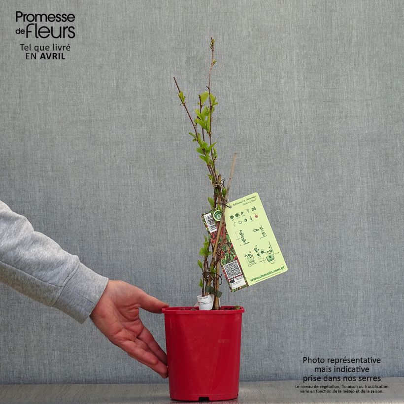 Exemplar von Chinesisches Spaltkörbchen Sadova N°1 - Schisandra chinensis Topf mit 2L/3L wie im Frühjahr geliefert