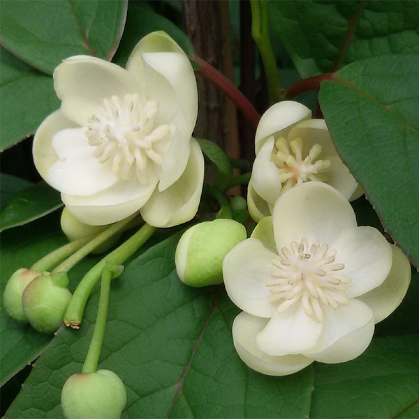 Schisandra grandiflora - Großblütige Spaltkörbchen (Flowering)